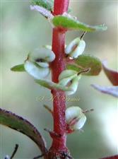  Young fruits